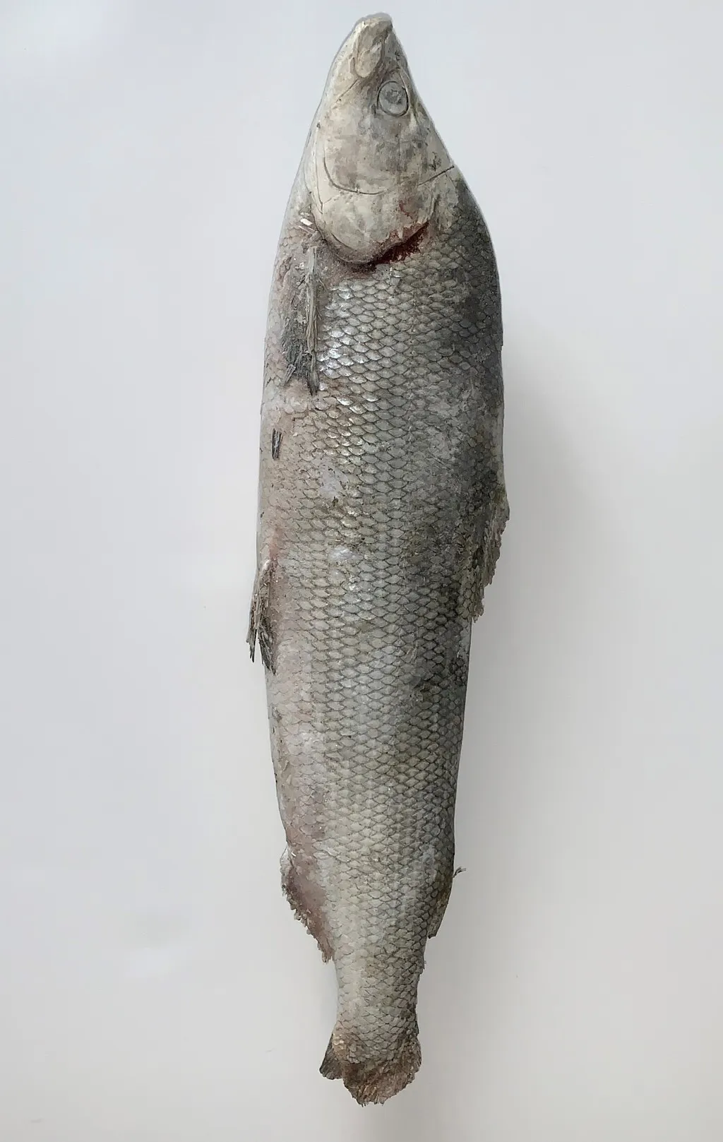 фотография продукта Северная рыбы